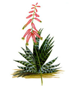 aloe