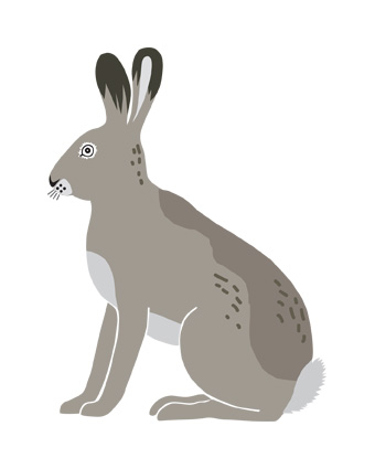 hare