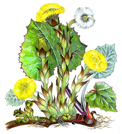 tussilag original
